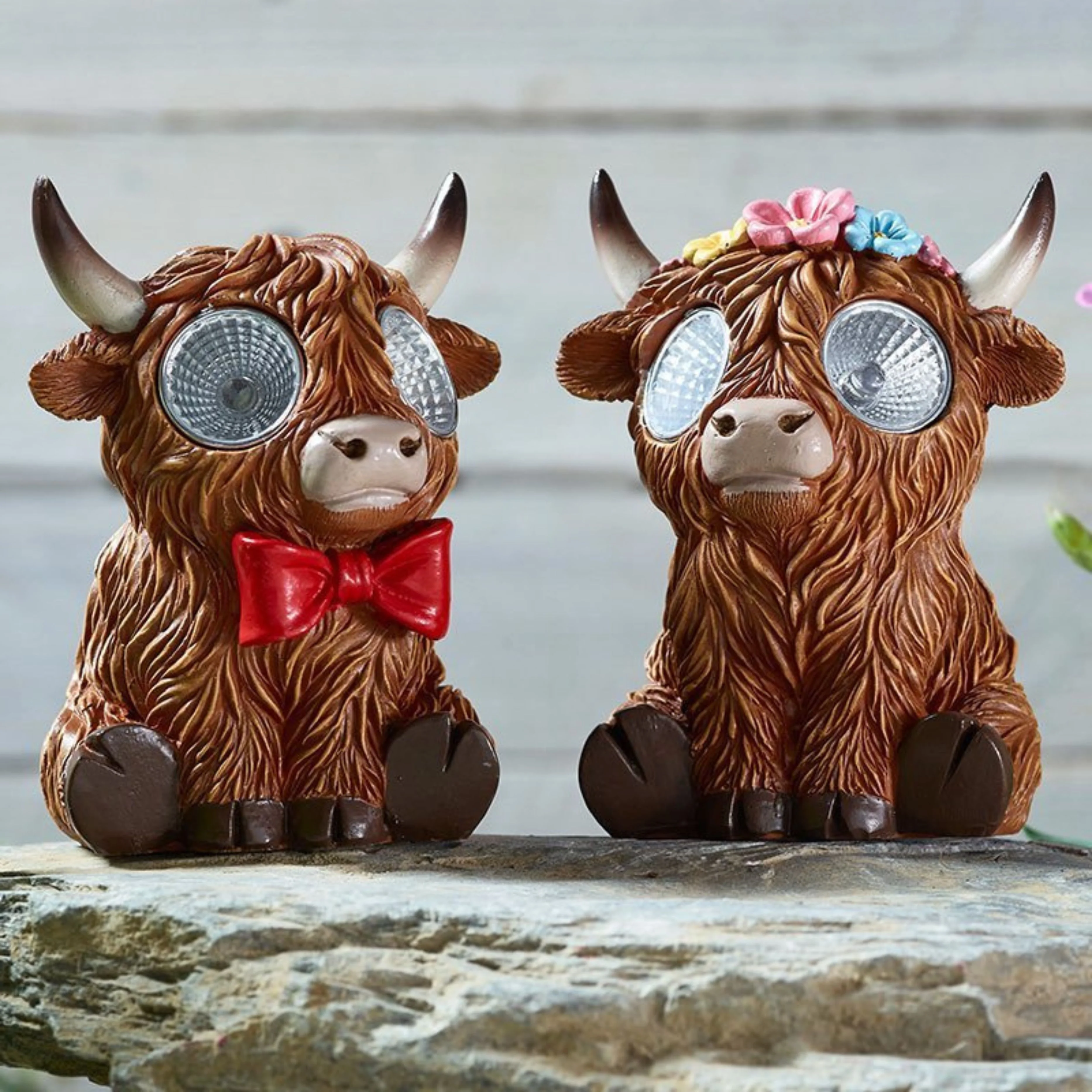 Bright Eyes Highlander - Image 2