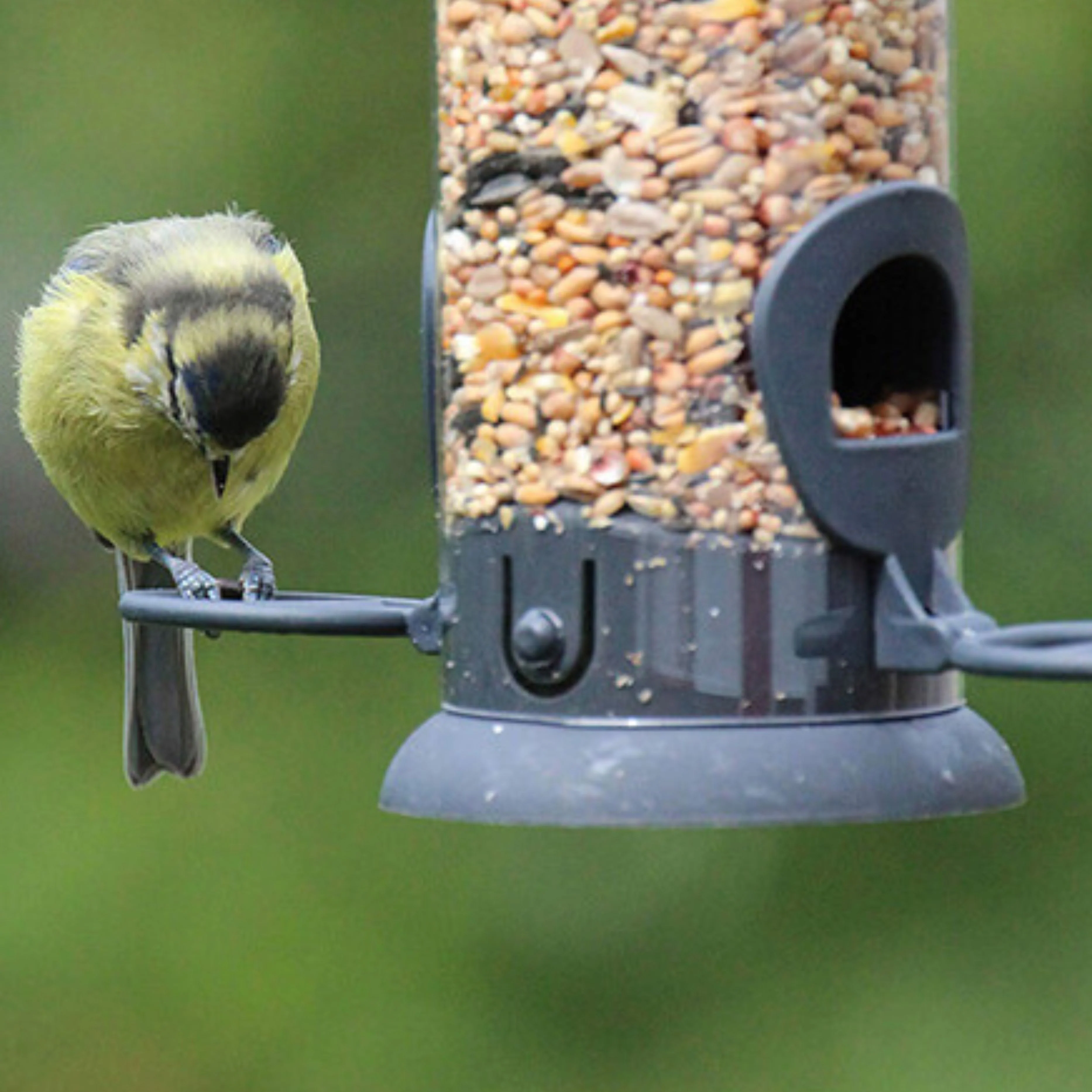 Essentials Pre Filled Seed Feeder - Image 2