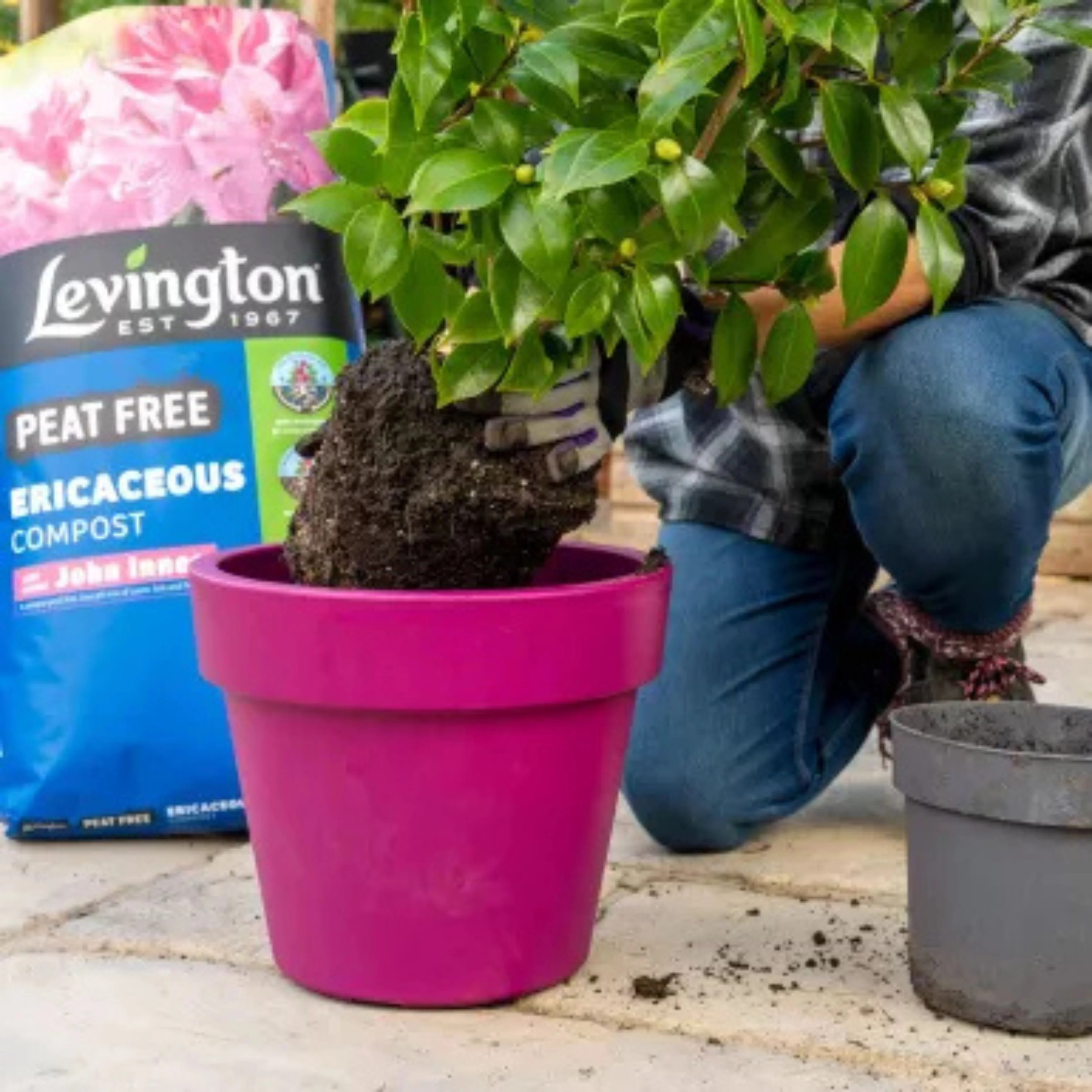 Levington 25L John Innes Ericaceous Compost - Image 3