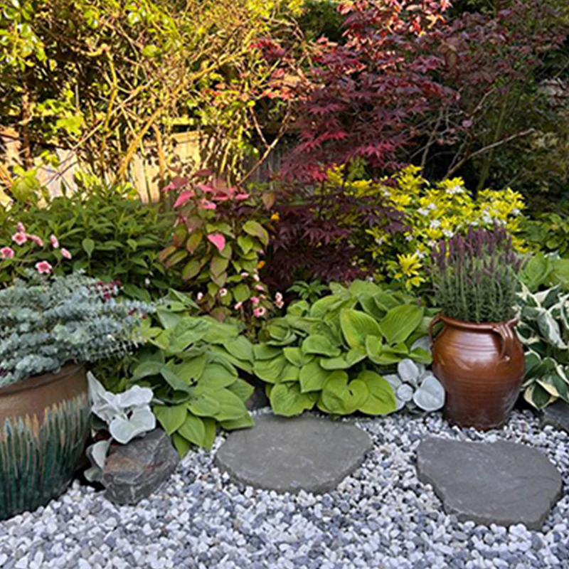 Oriental Ash - Image 2